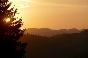 Fireweed blooms in Carpathians